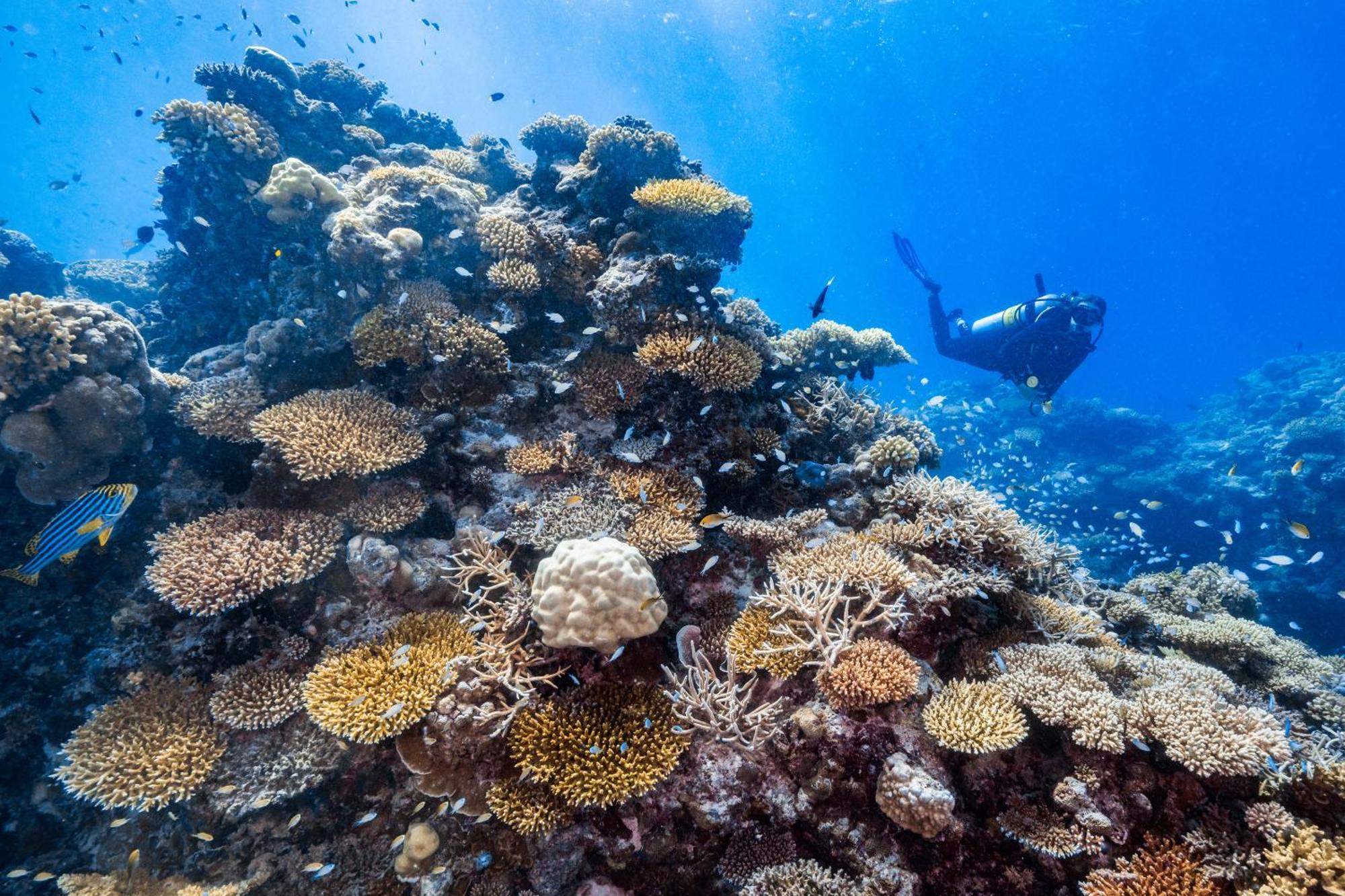 Park Hyatt Maldives Hadahaa Hotel Kondey Bagian luar foto