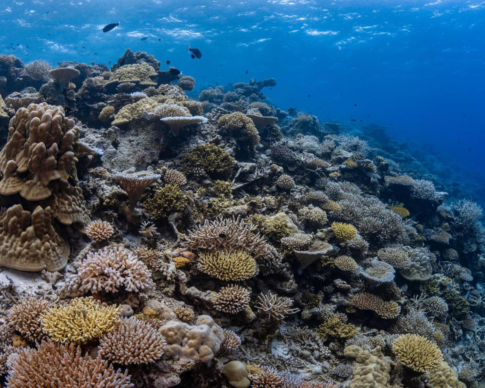 Park Hyatt Maldives Hadahaa Hotel Kondey Bagian luar foto