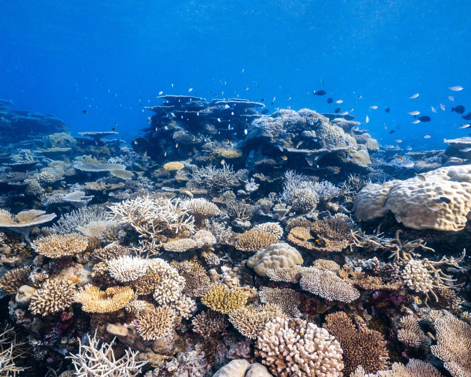 Park Hyatt Maldives Hadahaa Hotel Kondey Bagian luar foto